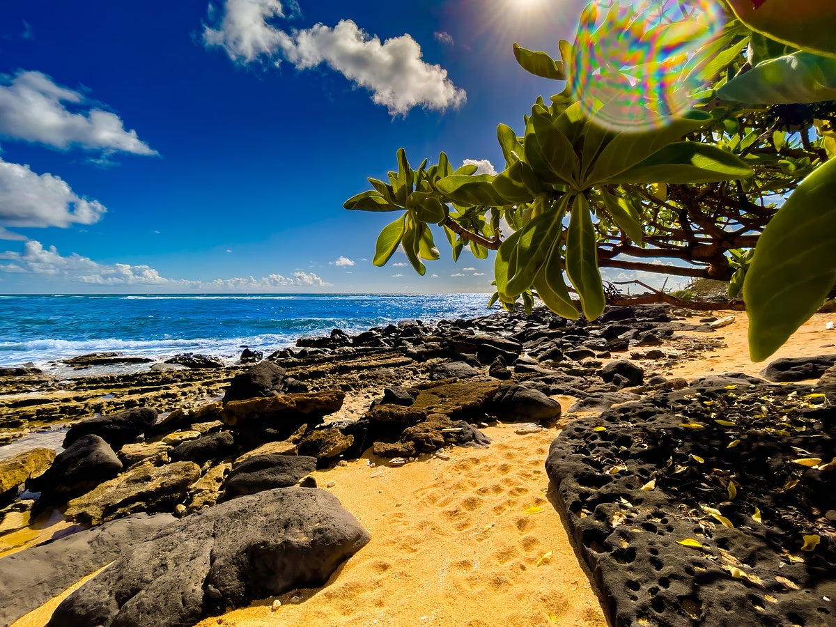 2501229 :: Giclée Rolled Canvas Print