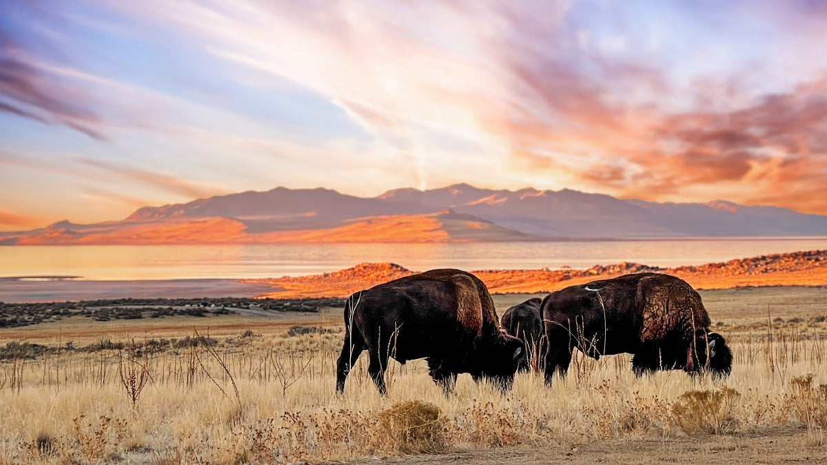 2501054 :: Giclée Fine Art Matte Paper Print