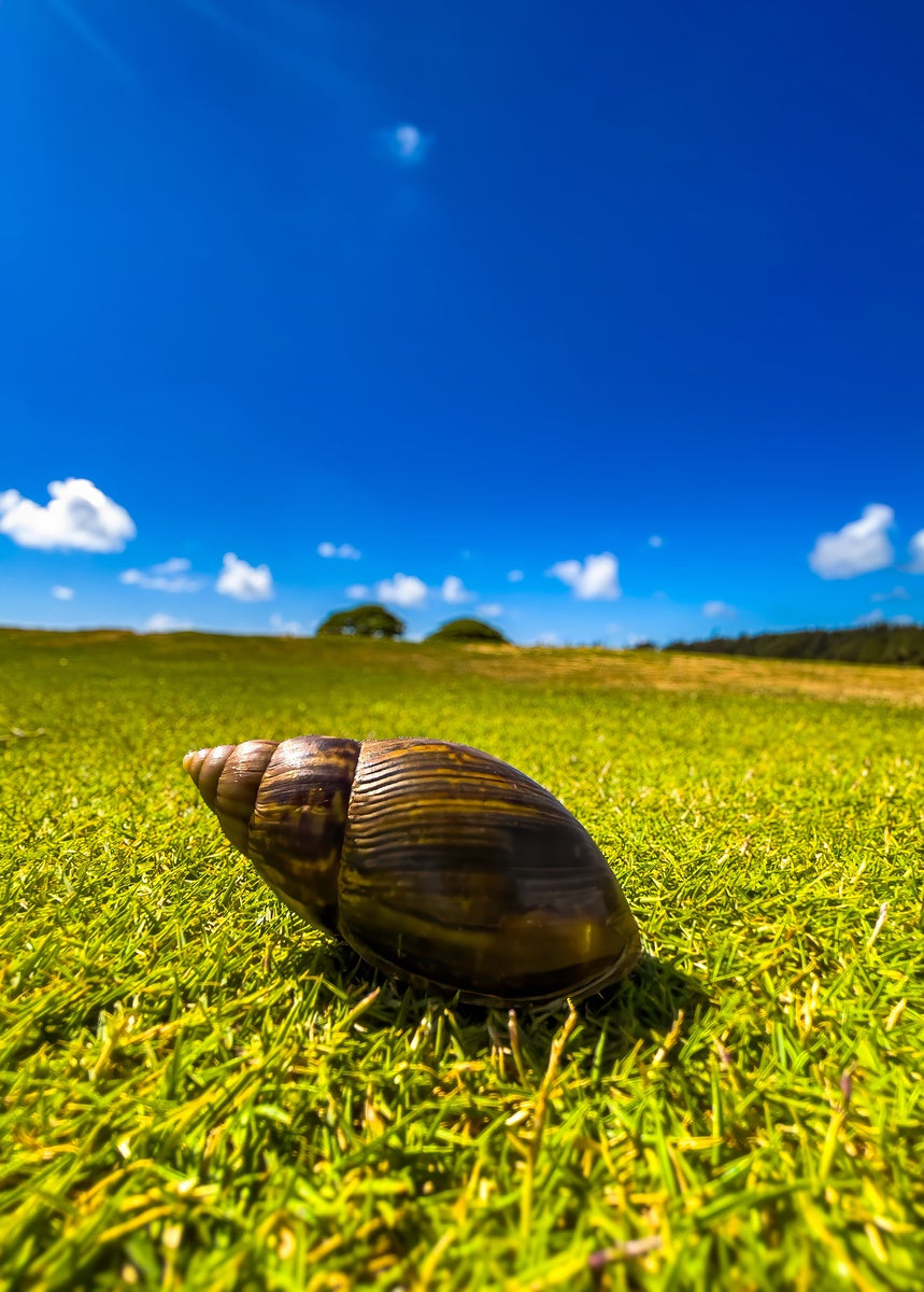 2501491 :: Giclée Fine Art Matte Paper Print