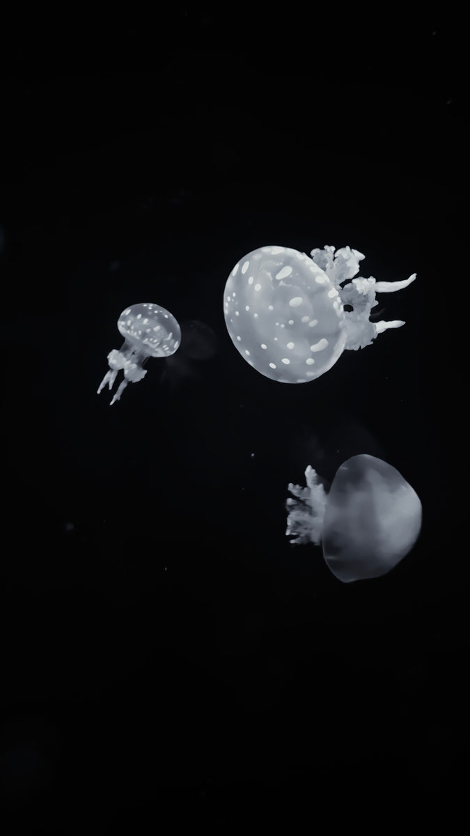 2501498 :: Giclée Poster Satin Photo Paper Print