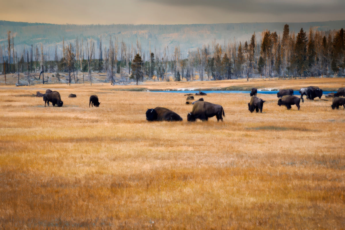 2501497 :: Giclée Fine Art Matte Paper Print