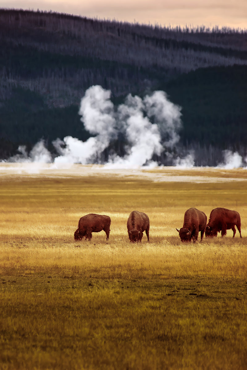 2501489 :: Giclée Poster Satin Photo Paper Print