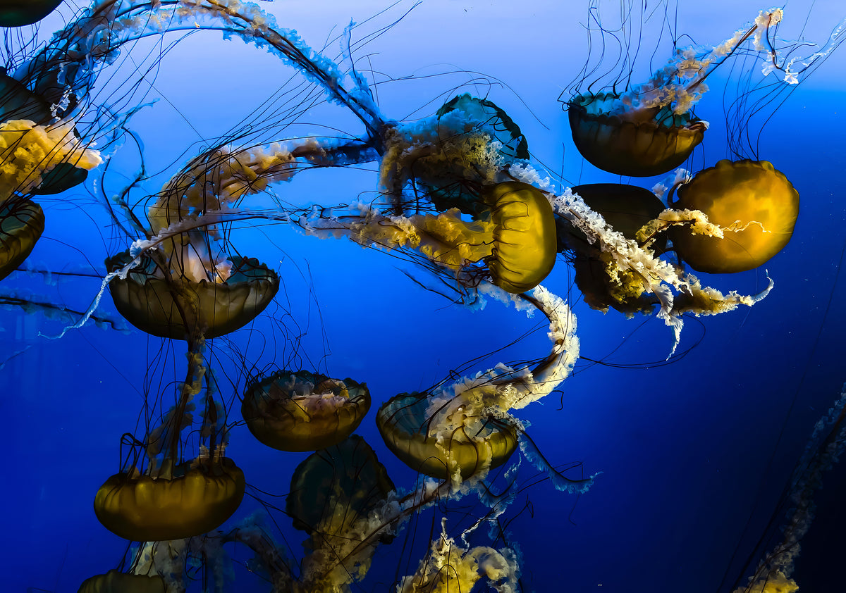 2501080 :: Giclée Fine Art Matte Paper Print