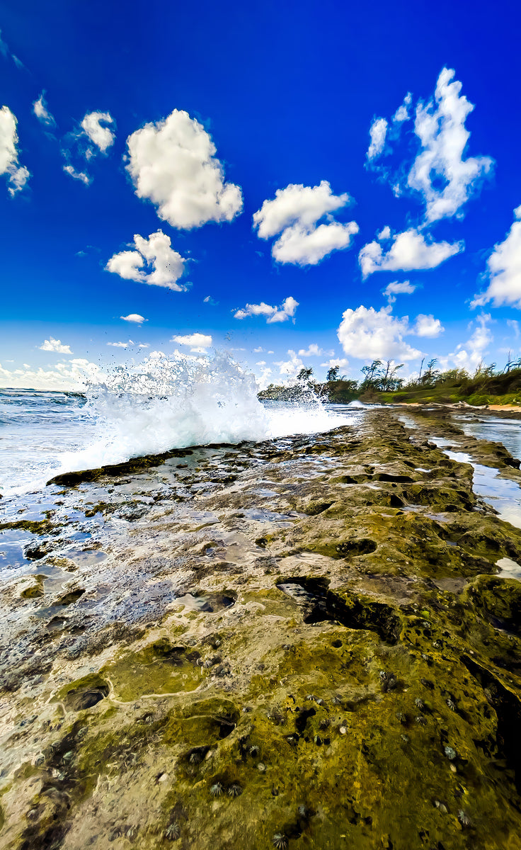 2501077 :: Giclée Rolled Canvas Print