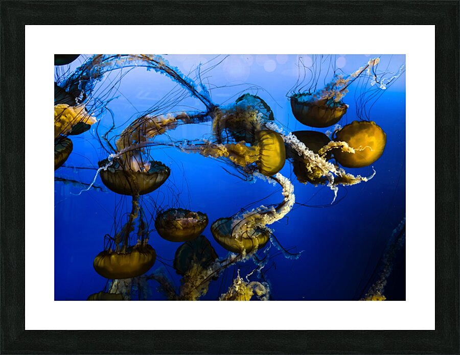 2501080 :: Framed Print