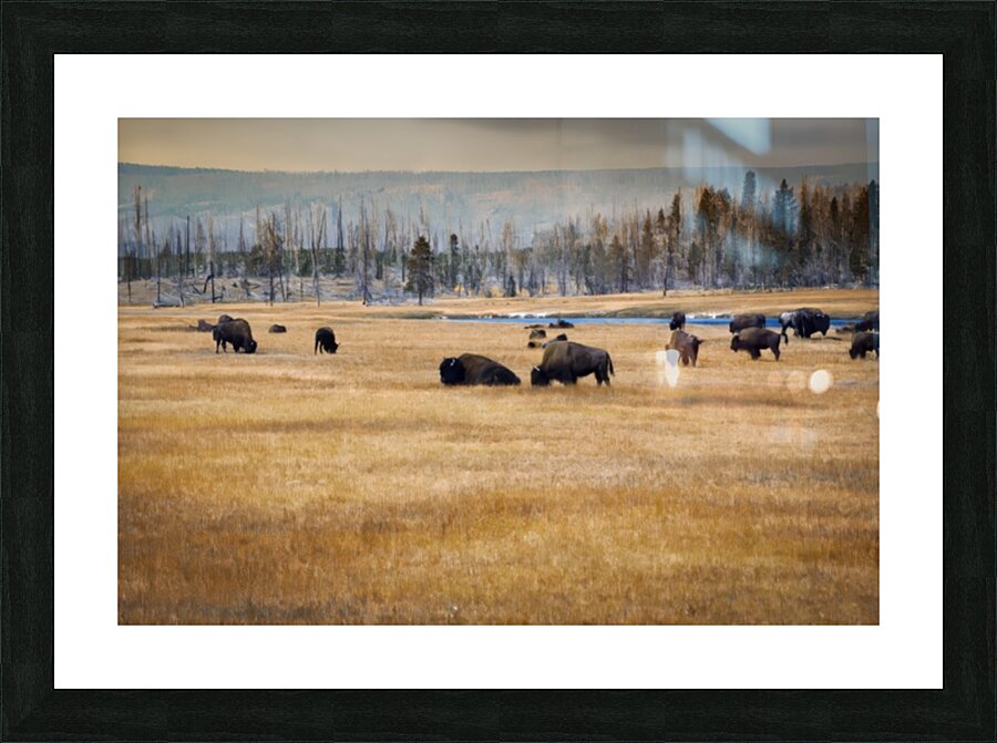 2501497 :: Framed Print