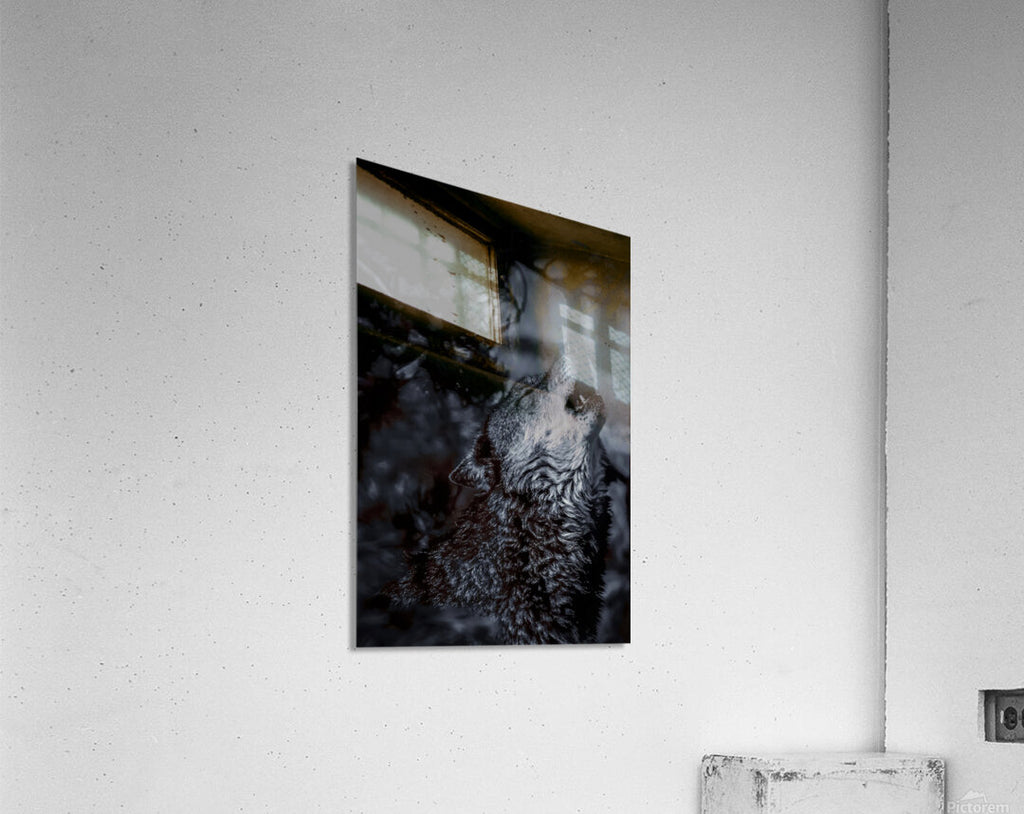2501222 :: Acrylic Print