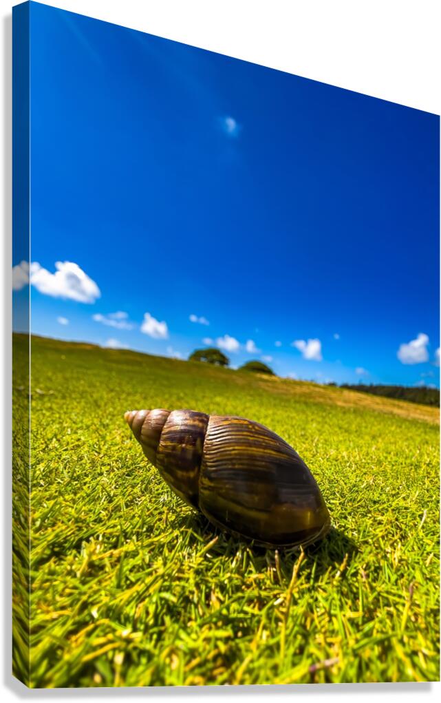 2501491 :: Giclée Stretched Canvas Print