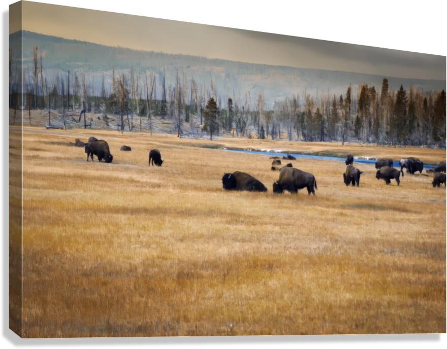 2501497 :: Giclée Stretched Canvas Print